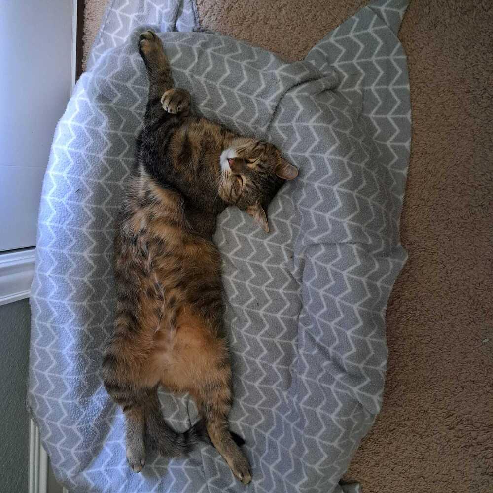 Enlarge Pummins 3011, a Adoptable Domestic Short Hair in Dallas, TX image 4/6