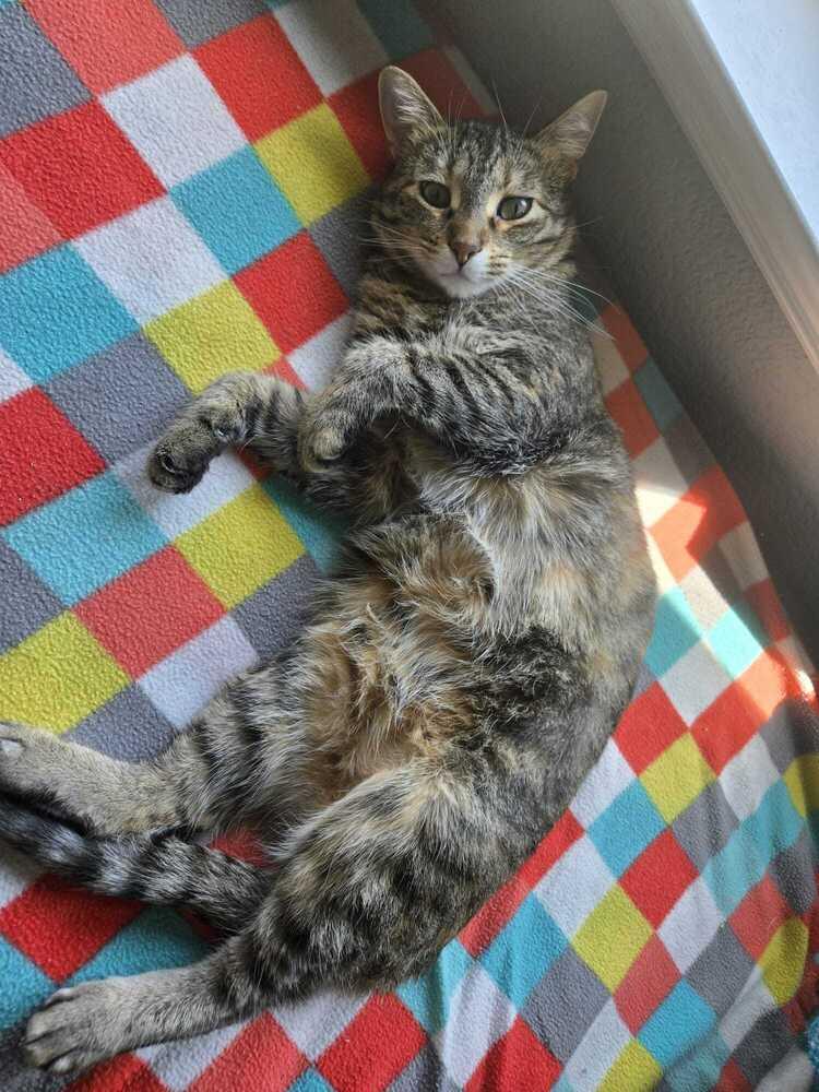 Enlarge Pummins 3011, a Adoptable Domestic Short Hair in Dallas, TX image 5/6