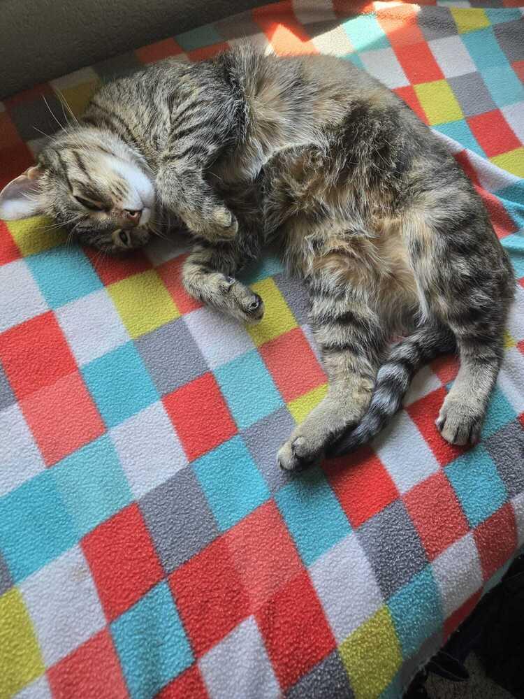 Enlarge Pummins 3011, a Adoptable Domestic Short Hair in Dallas, TX image 6/6