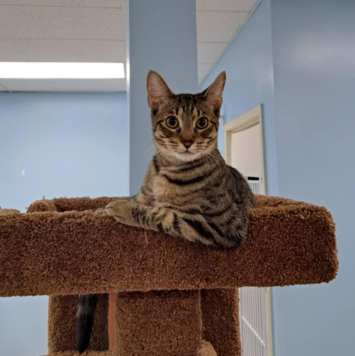 Scout, an adopted Domestic Short Hair in Rochester, NY image 2/5