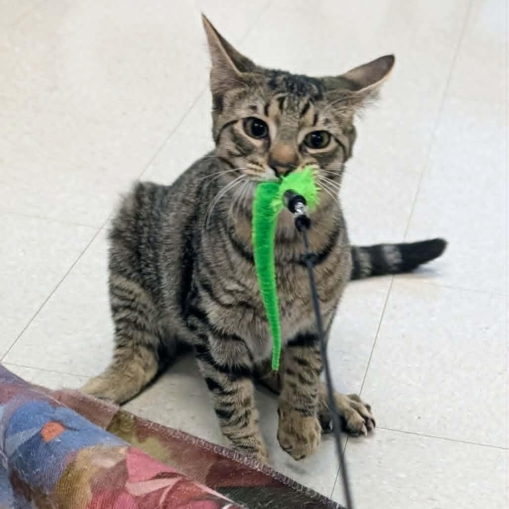 Scout, an adopted Domestic Short Hair in Rochester, NY image 4/5