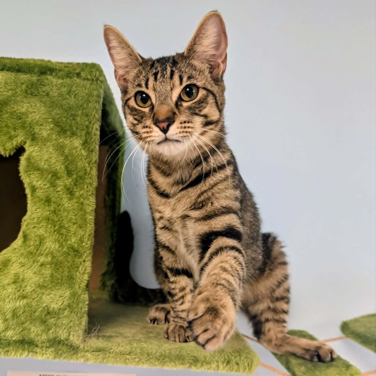 Scout, an adopted Domestic Short Hair in Rochester, NY image 5/5