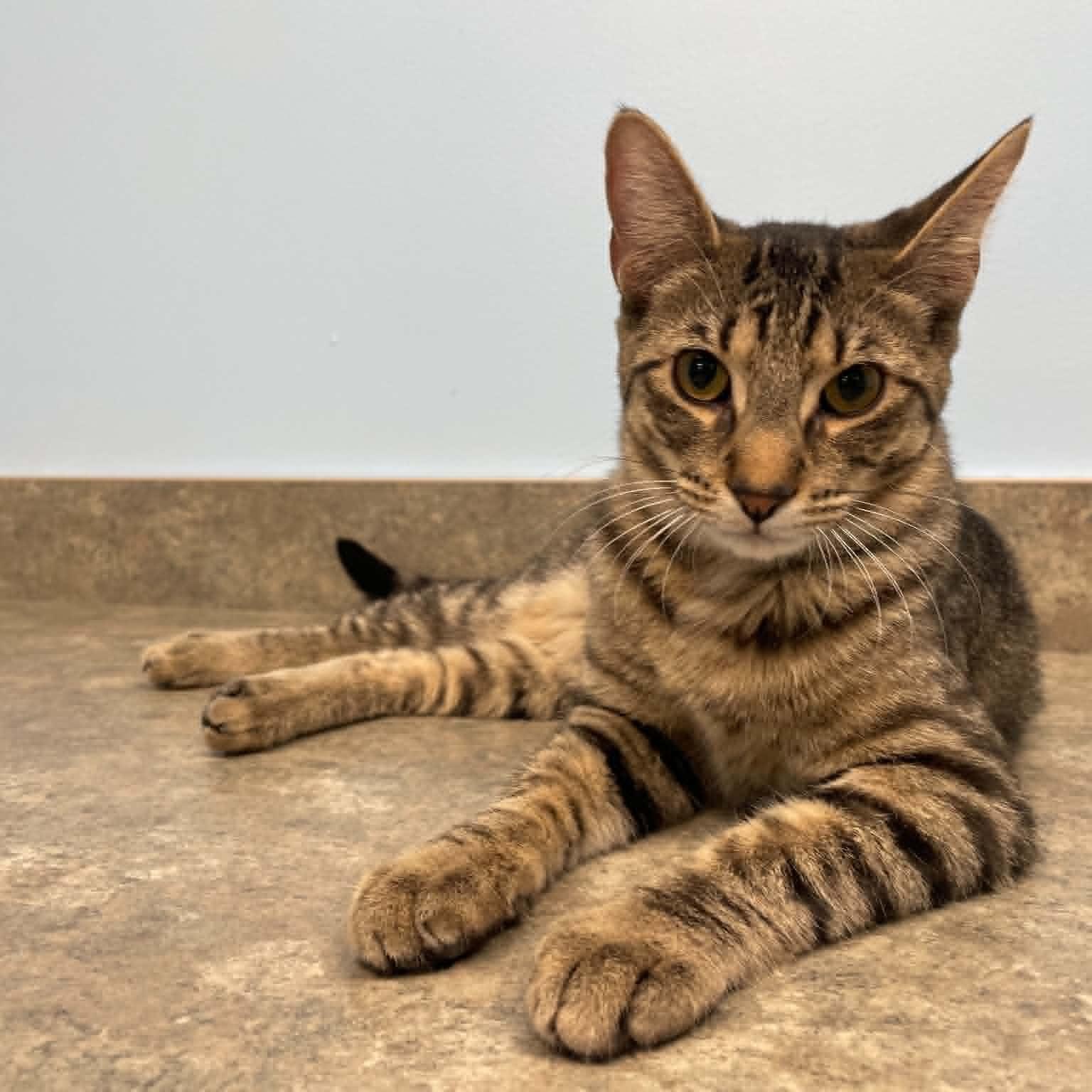 Scout, an adopted Domestic Short Hair in Rochester, NY image 1/5