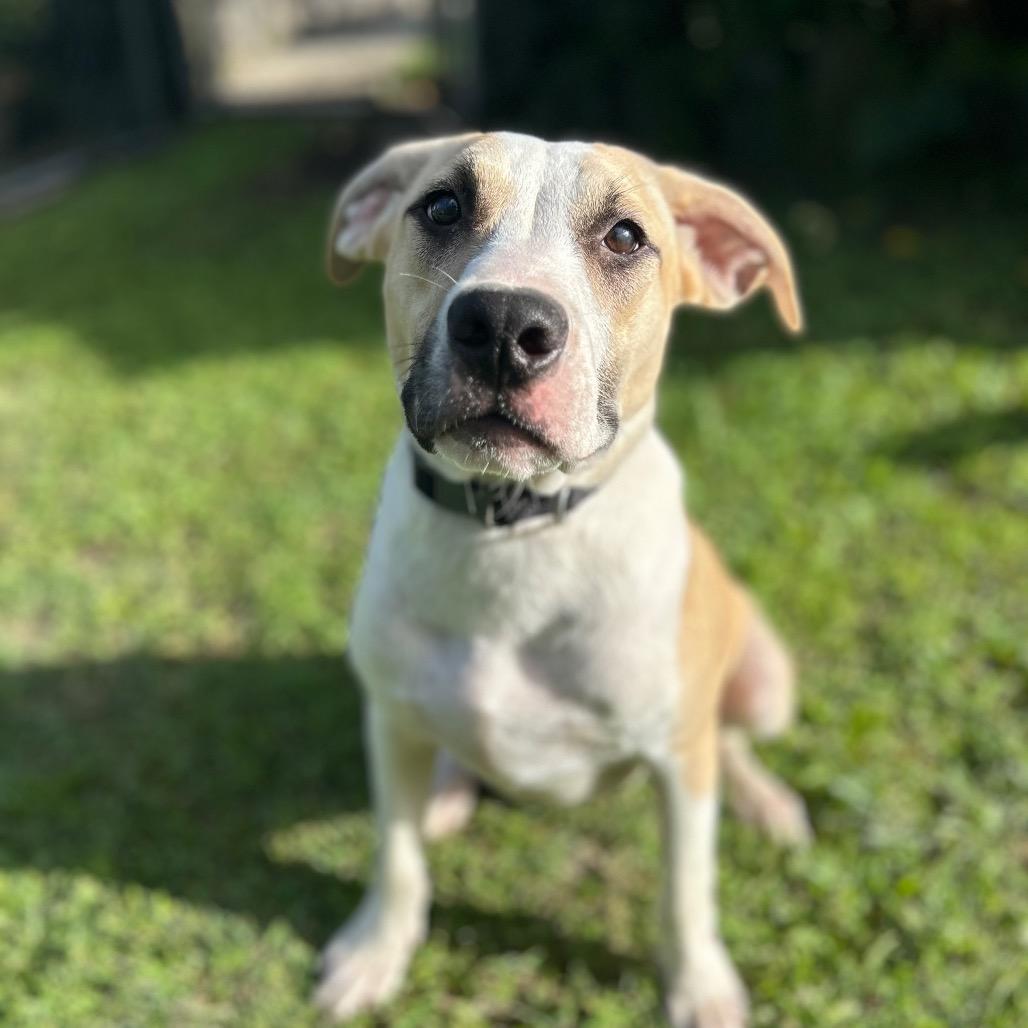 Herb Litter:   Thyme, Adoptable, Adult Male Pit Bull Terrier.