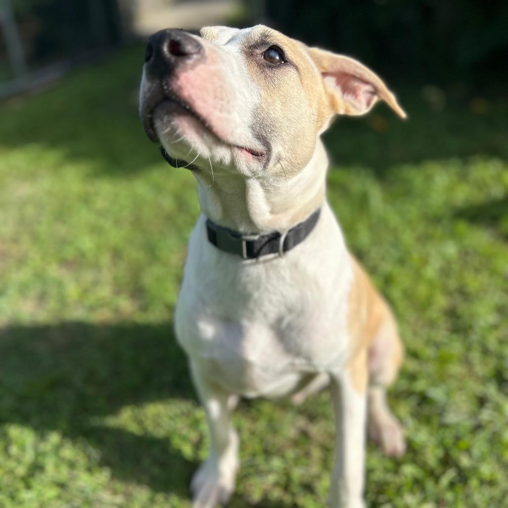 Herb Litter: Thyme, a Adoptable Pit Bull Terrier in Keaau, HI image 3/3