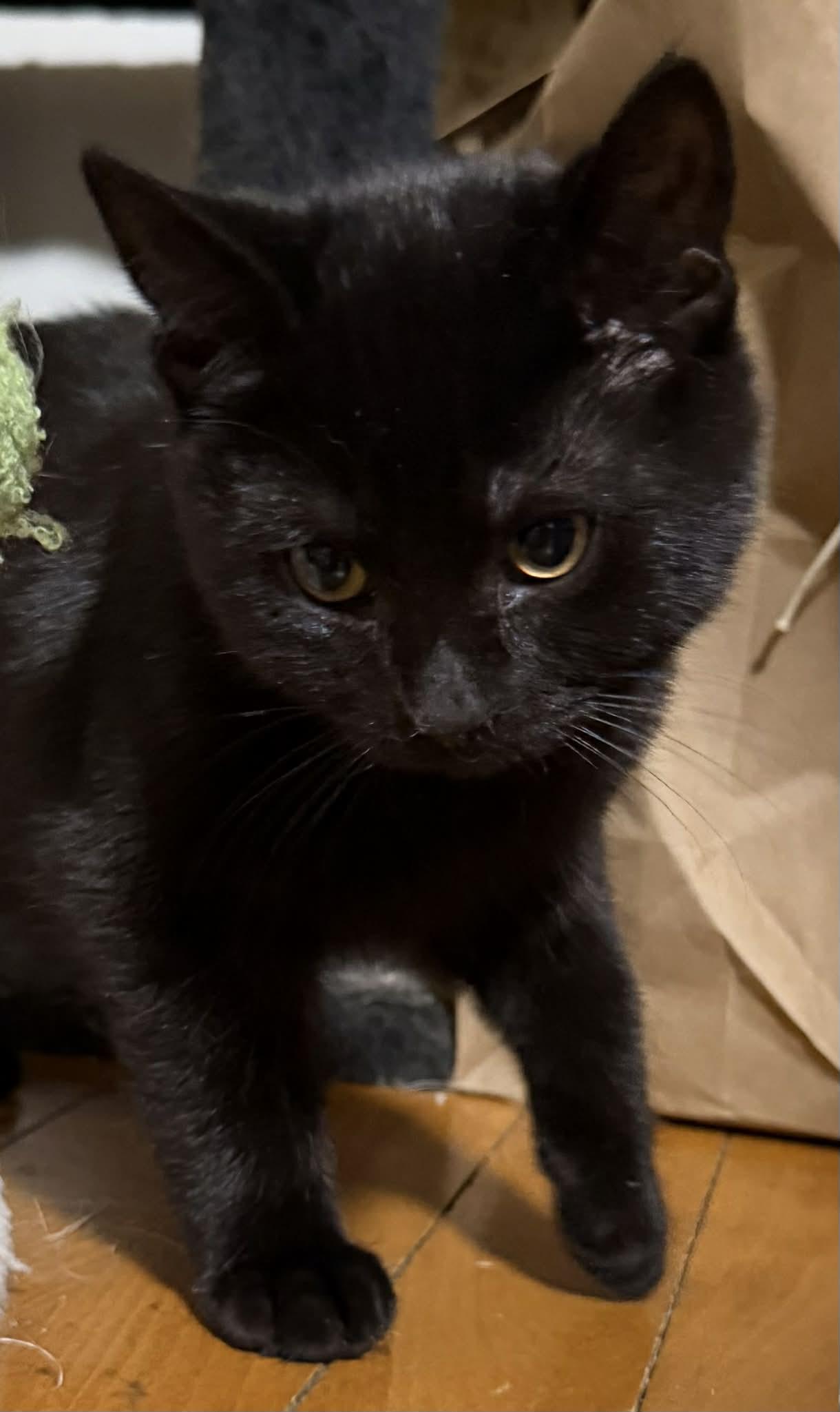 Comet, and Apollo, a ADOPTABLE mixed breed in Chelsea, VT image 3/3