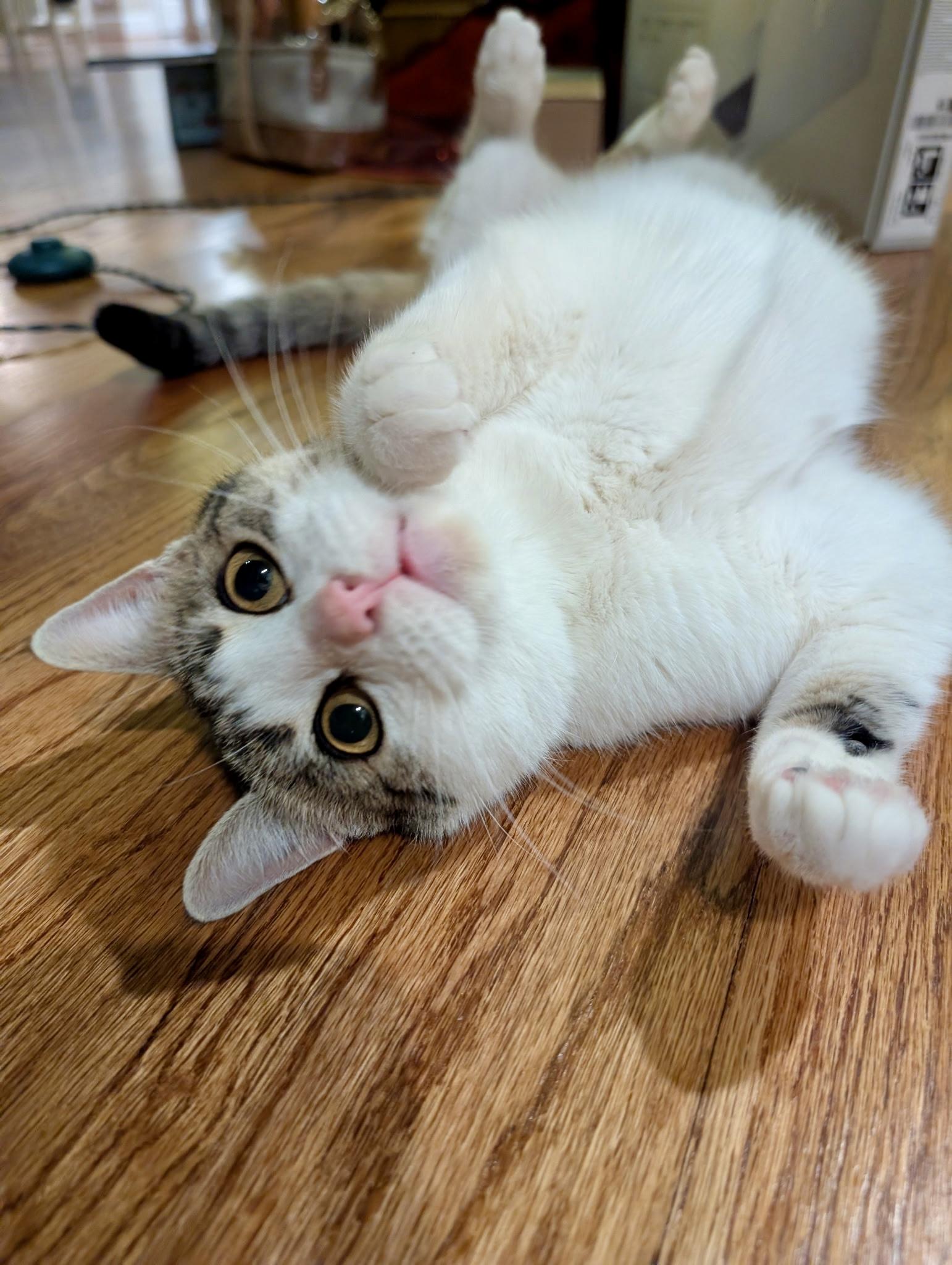 Enlarge Harper , a ADOPTABLE mixed breed in Waxhaw, NC image 2/6