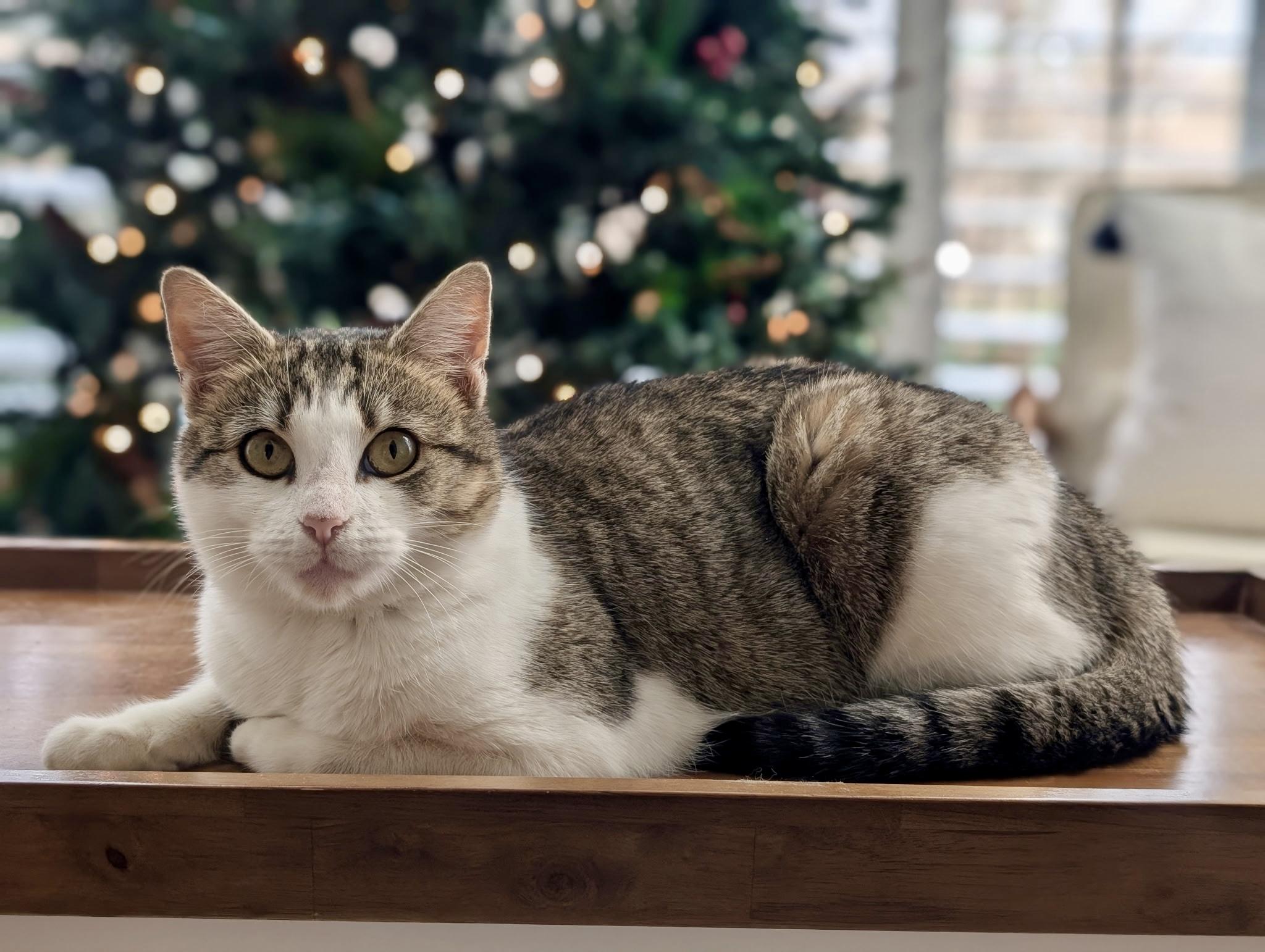 Harper , ADOPTABLE, Adult Female Domestic Short Hair & Tabby.