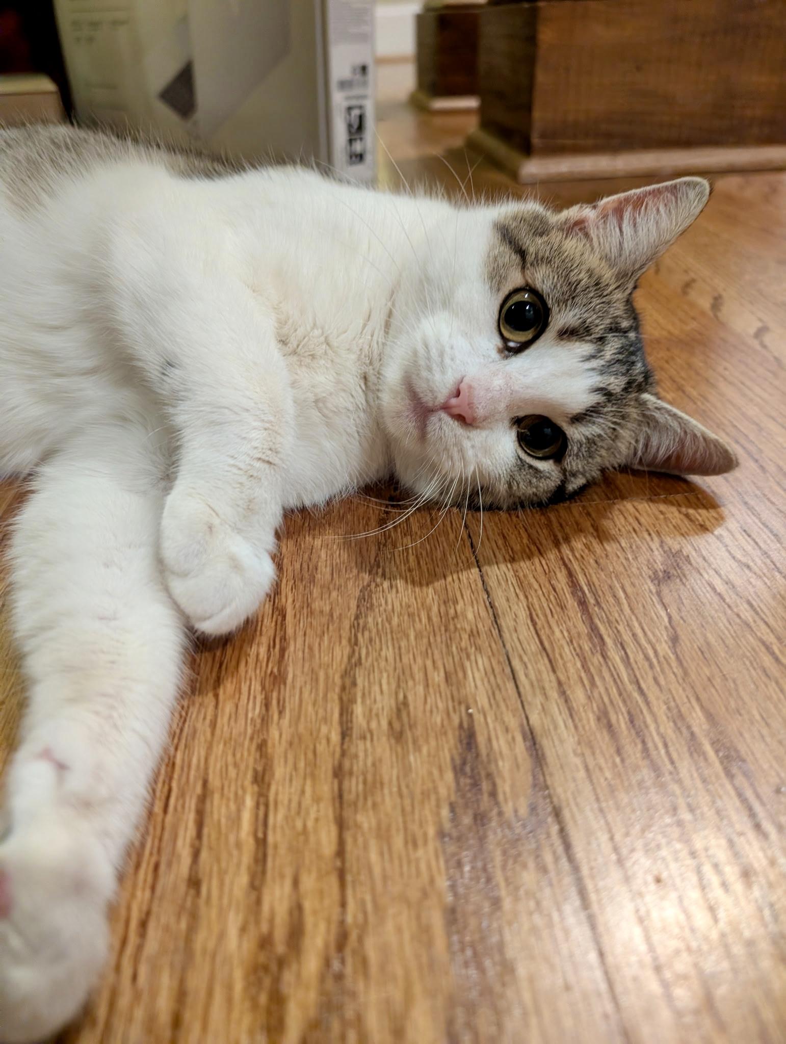 Enlarge Harper , a ADOPTABLE mixed breed in Waxhaw, NC image 4/6