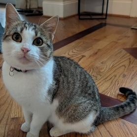 Harper , ADOPTABLE, Adult Female Domestic Short Hair & Tabby.