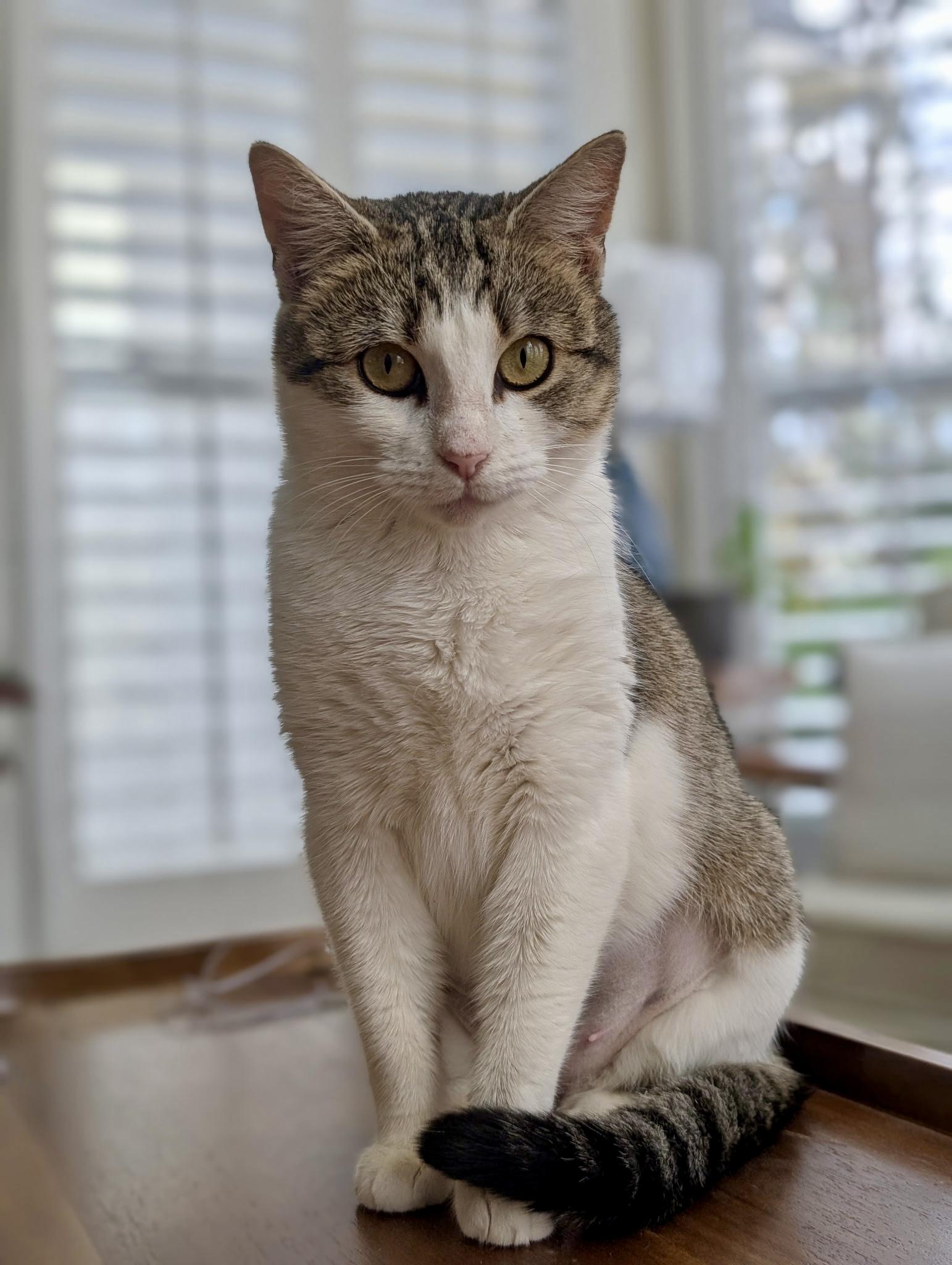 Enlarge Harper , a ADOPTABLE mixed breed in Waxhaw, NC image 3/6