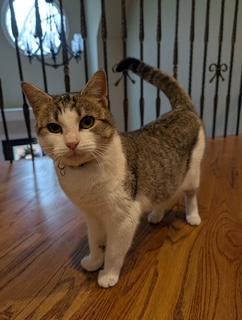 Enlarge Harper , a ADOPTABLE mixed breed in Waxhaw, NC image 2/5