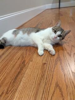 Enlarge Harper , a ADOPTABLE mixed breed in Waxhaw, NC image 3/5