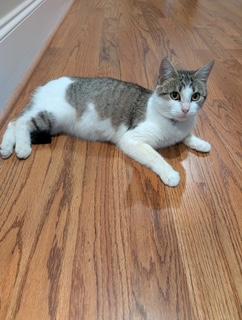 Enlarge Harper , a ADOPTABLE mixed breed in Waxhaw, NC image 4/5