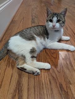 Enlarge Harper , a ADOPTABLE mixed breed in Waxhaw, NC image 5/5