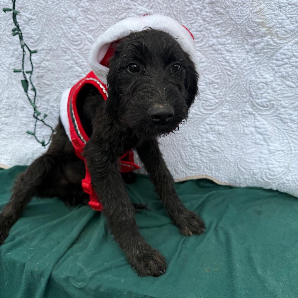 Ivy 120904N, Adoptable, Young Female Black Labrador Retriever & Mixed Breed.