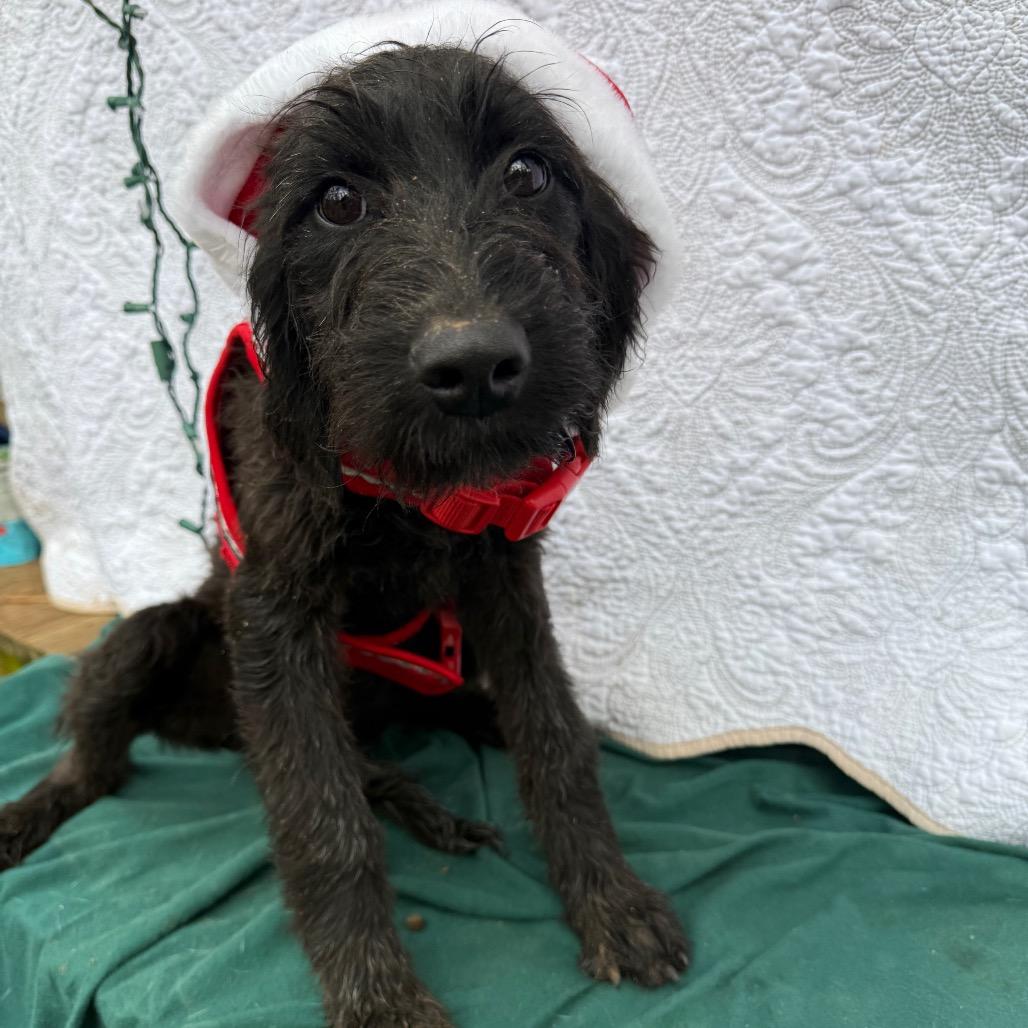 Enlarge Ivy 120904N, a Adoptable mixed breed in Amory, MS image 2/6