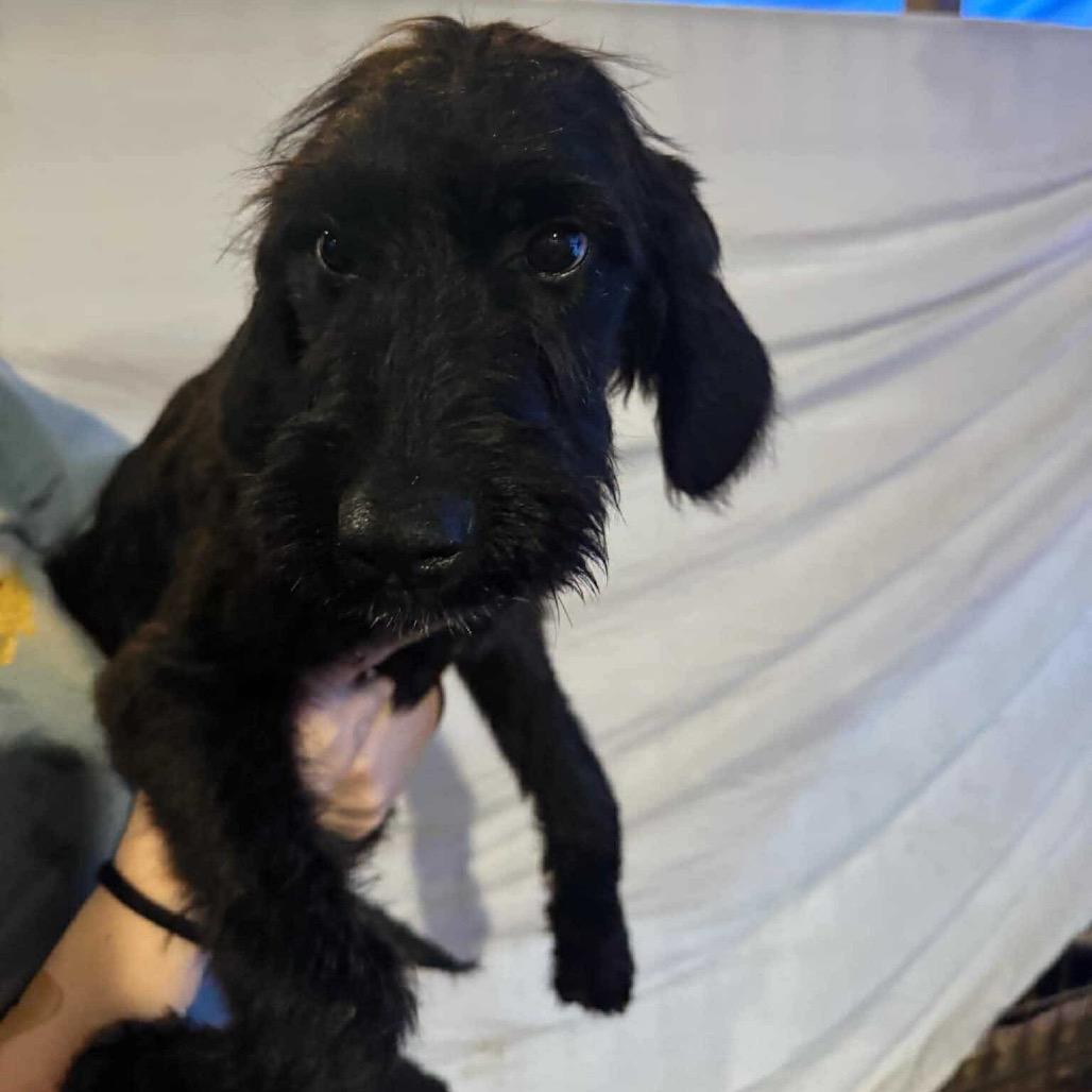 Enlarge Ivy 120904N, a Adoptable mixed breed in Amory, MS image 3/6