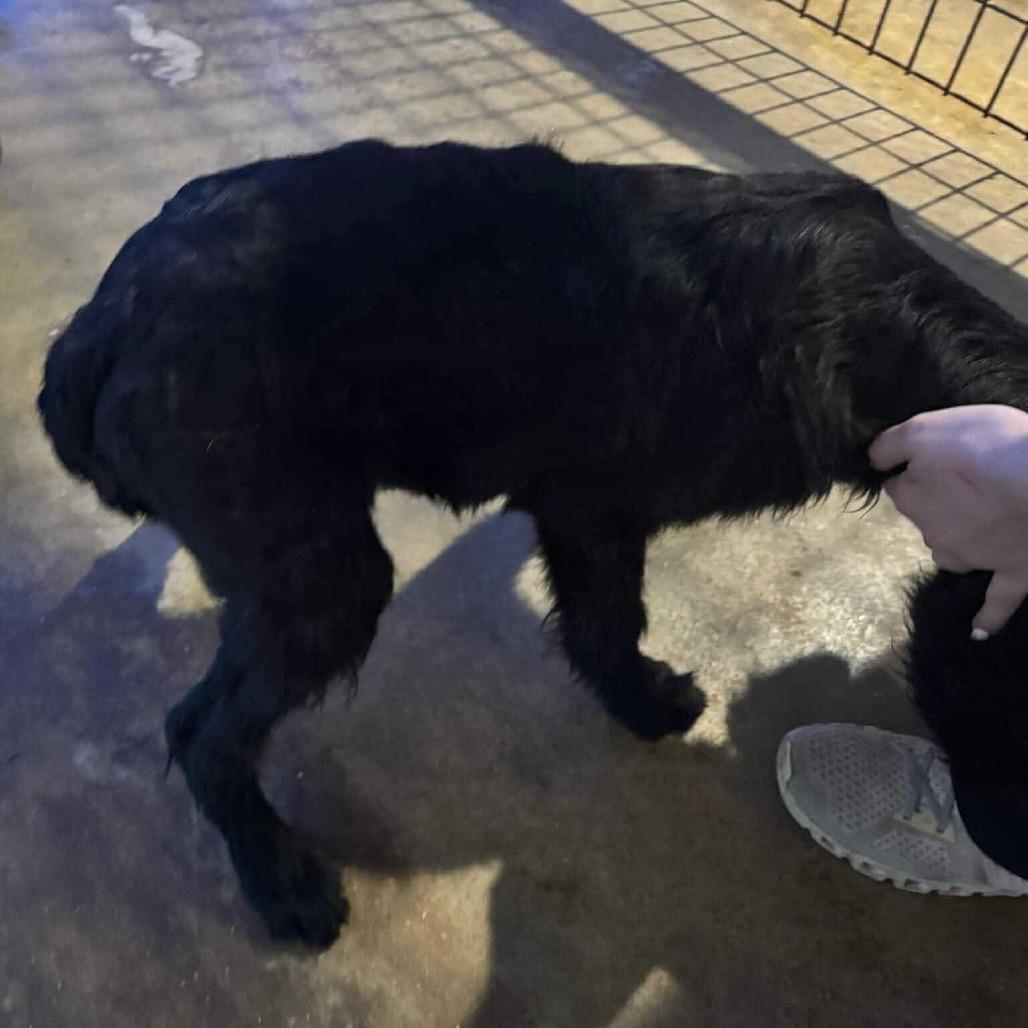 Enlarge Ivy 120904N, a Adoptable mixed breed in Amory, MS image 4/6