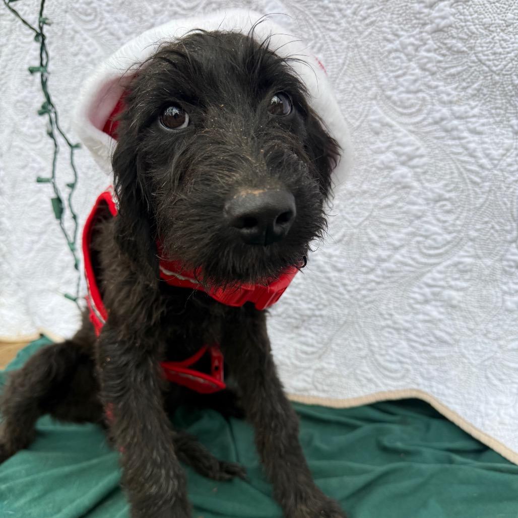 Enlarge Ivy 120904N, a Adoptable mixed breed in Amory, MS image 5/6