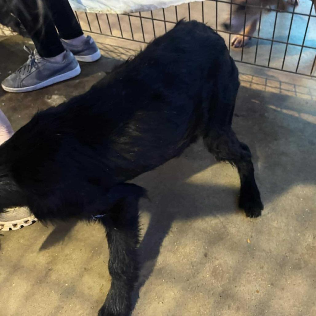 Enlarge Ivy 120904N, a Adoptable mixed breed in Amory, MS image 6/6