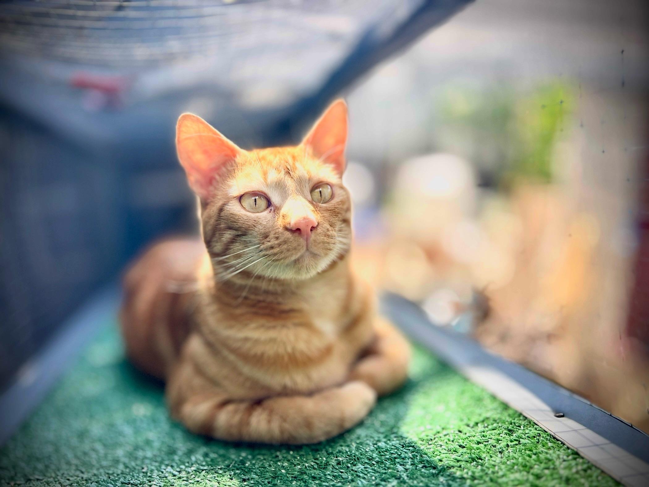 Weasley, a Adoptable Tabby in richmond, CA image 4/6