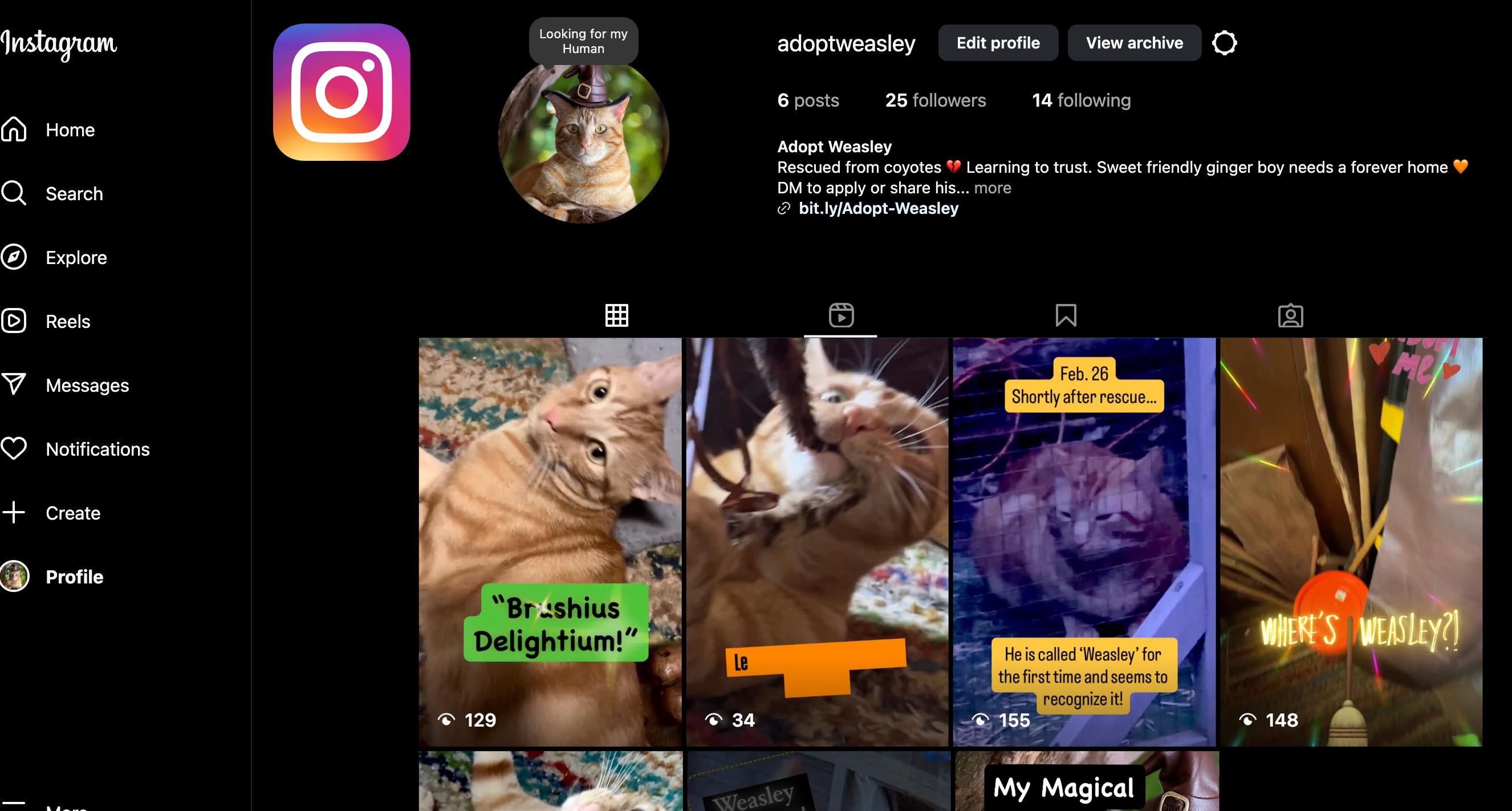 Weasley, a Adoptable Tabby in richmond, CA image 6/6