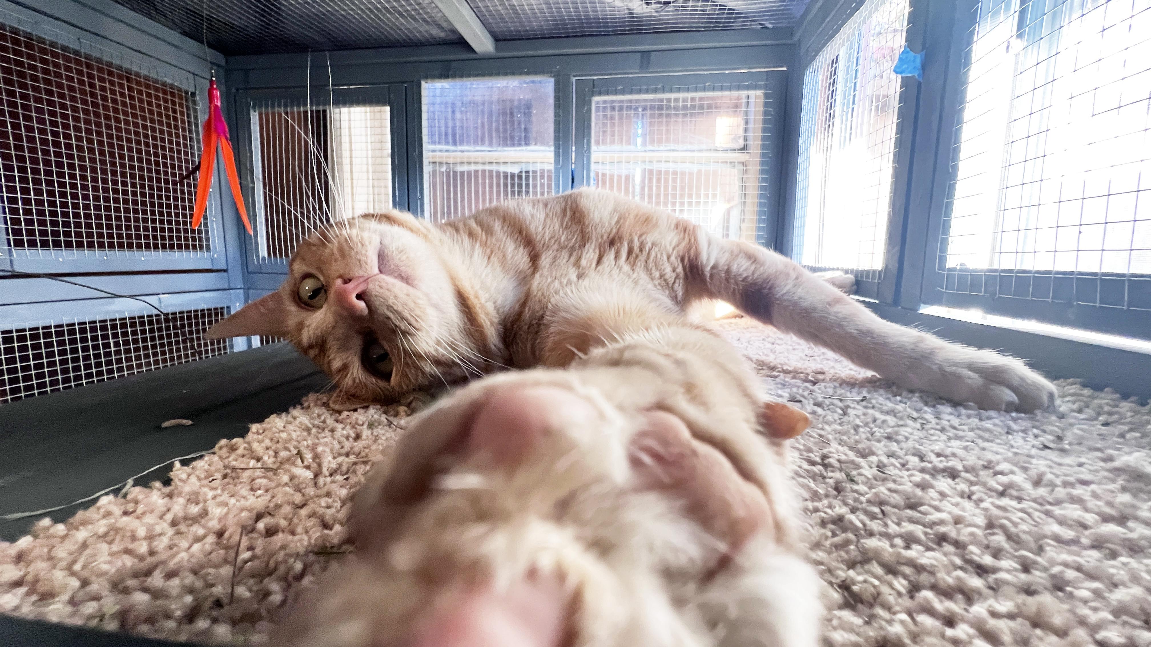 Weasley, a Adoptable Tabby in richmond, CA image 3/6