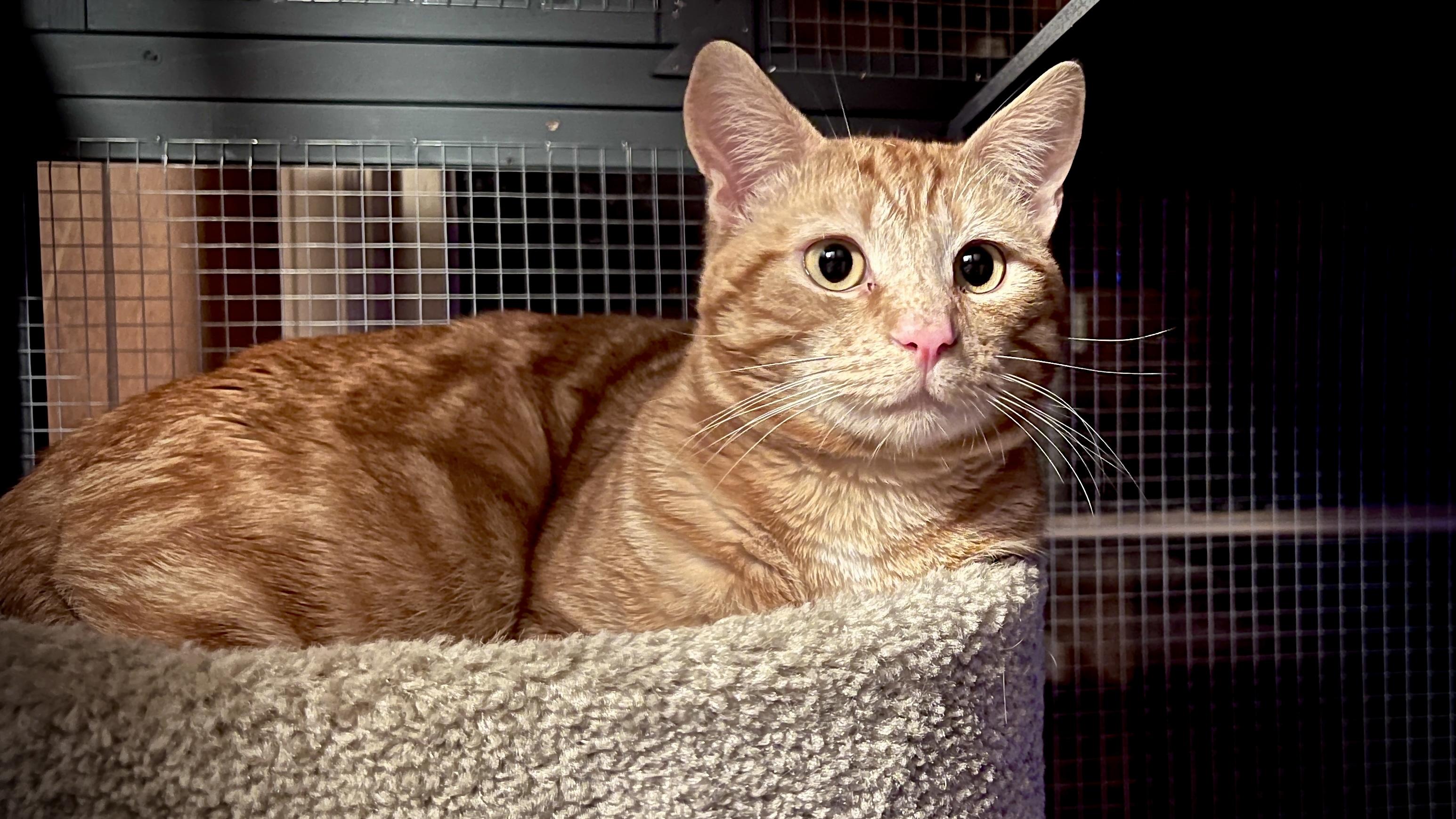 Weasley, a Adoptable Tabby in richmond, CA image 5/6