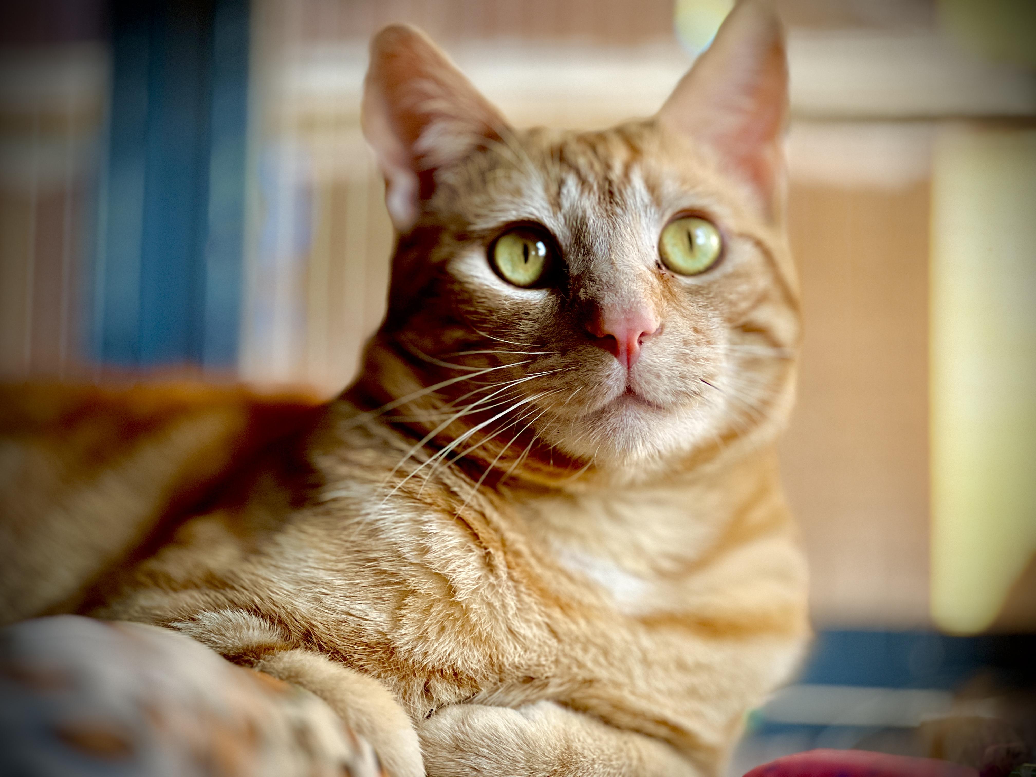 Weasley, Adoptable, Young Male Tabby.