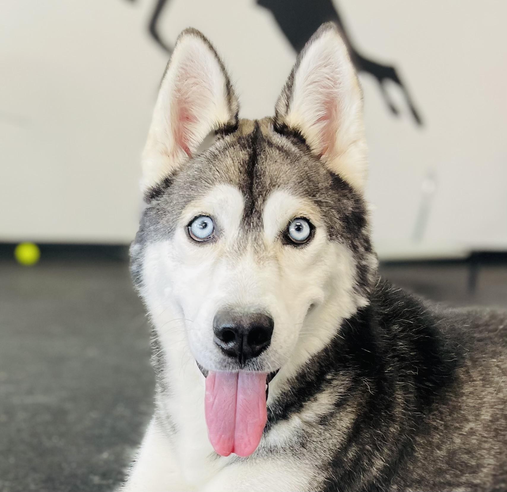 Bruno, Adoptable, Young Male Siberian Husky.