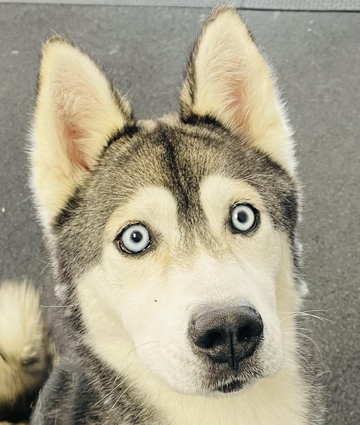 Bruno