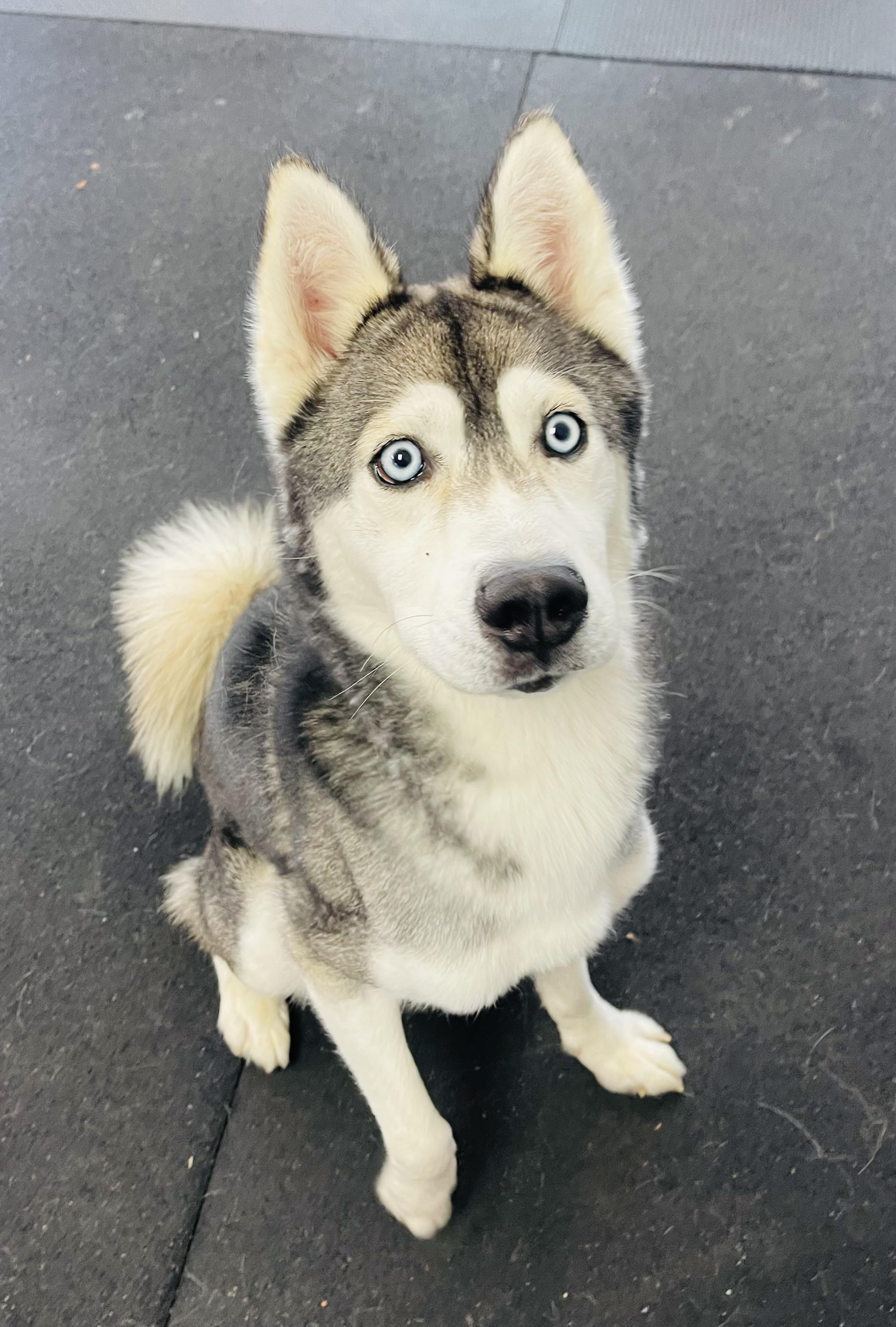 Bruno