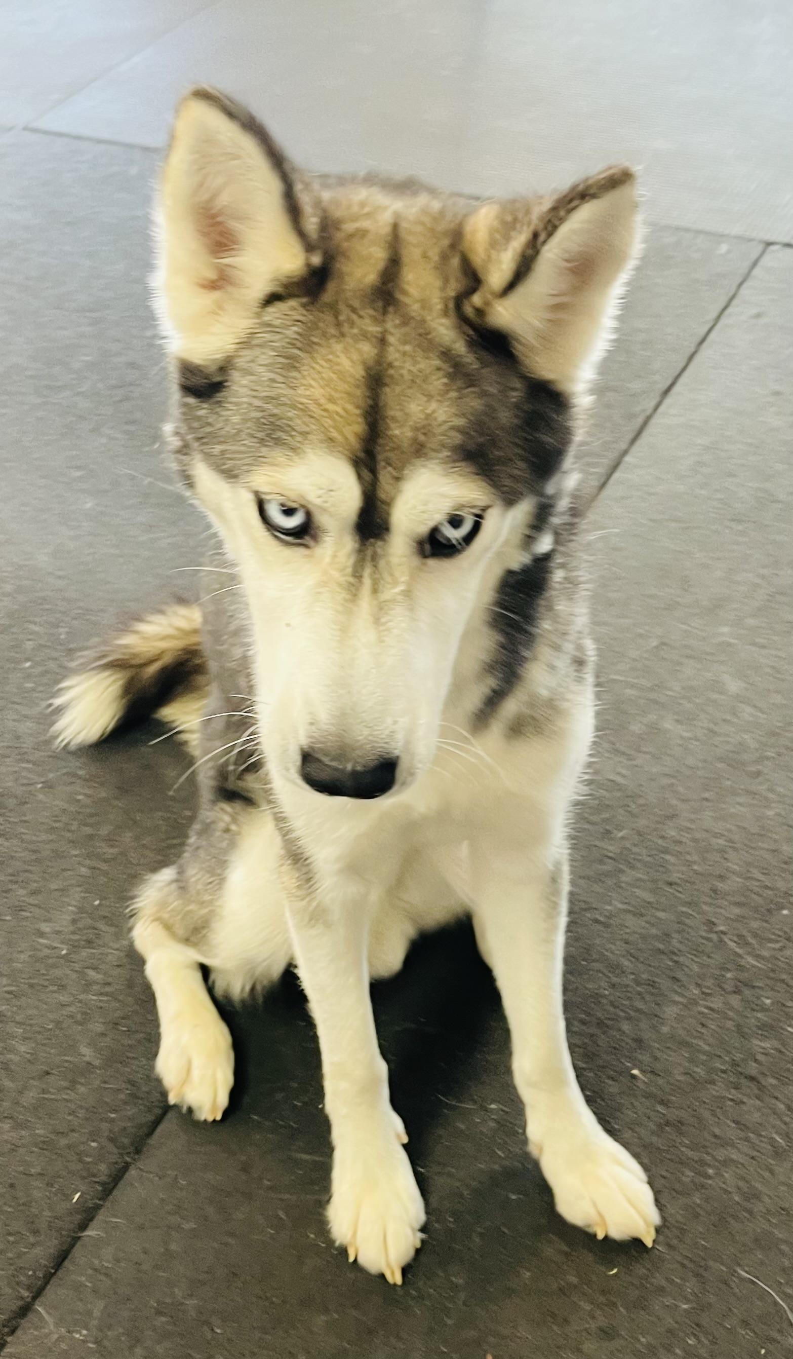 Bruno, a Adoptable mixed breed in Jefferson City, MO image 5/5