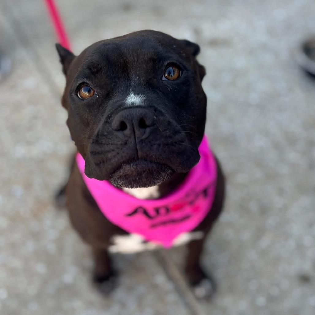 Enlarge Luna, a Adoptable mixed breed in O'Fallon, MO image 1/6