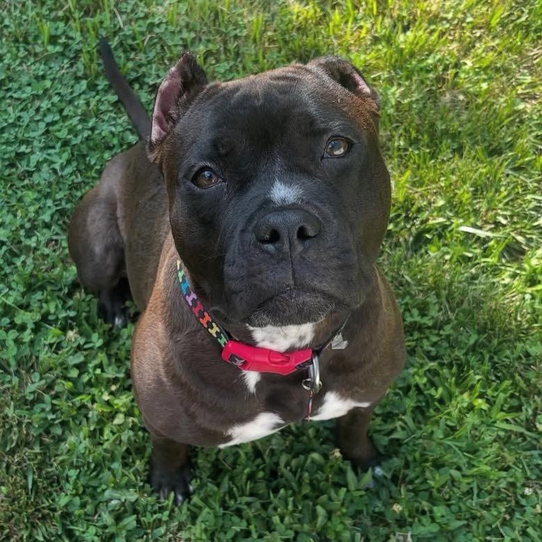 Enlarge Luna, a Adoptable mixed breed in O'Fallon, MO image 2/6