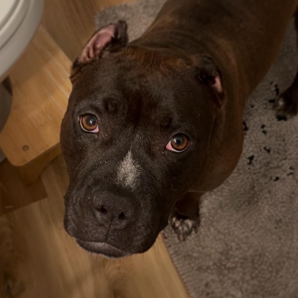 Enlarge Luna, a Adoptable mixed breed in O'Fallon, MO image 3/6