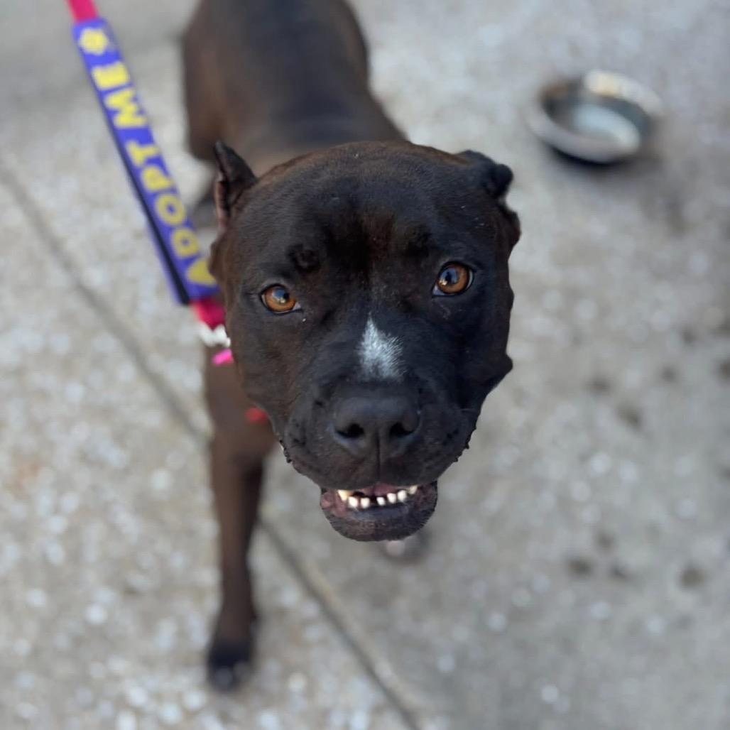 Enlarge Luna, a Adoptable mixed breed in O'Fallon, MO image 4/6