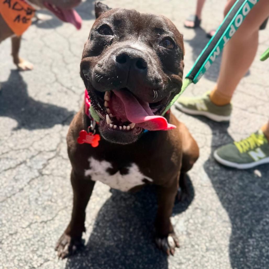 Enlarge Luna, a Adoptable mixed breed in O'Fallon, MO image 5/6