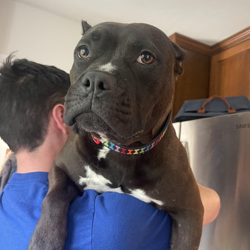 Enlarge Luna, a Adoptable mixed breed in O'Fallon, MO image 6/6