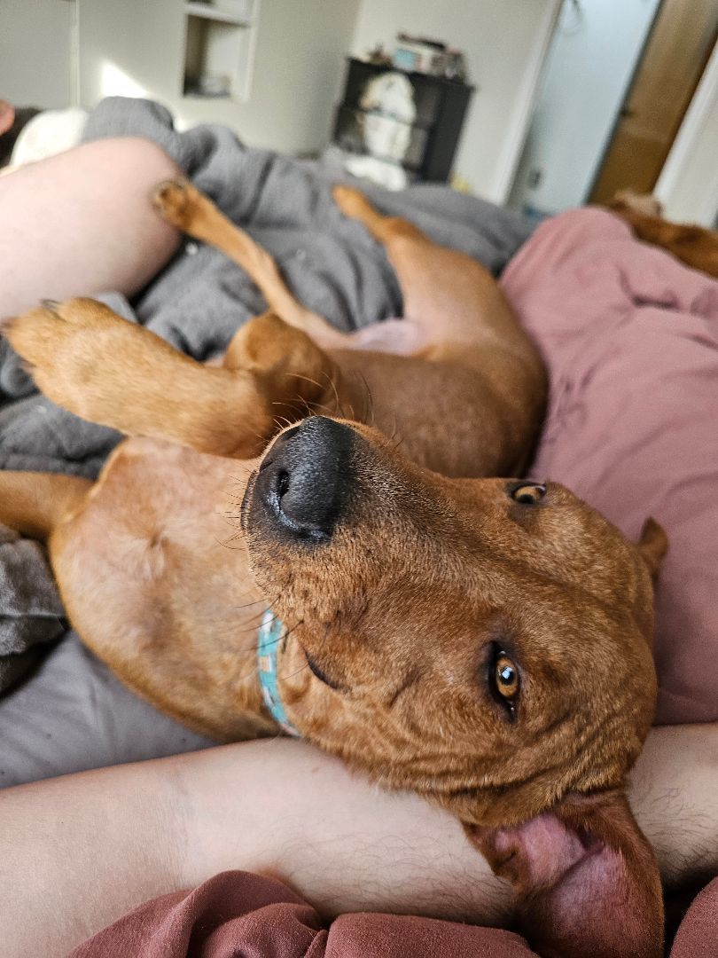 JoJo, a Adoptable mixed breed in St. Louis, MO image 1/6