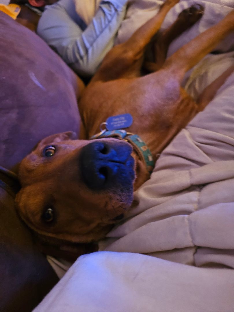 JoJo, a Adoptable mixed breed in St. Louis, MO image 2/6