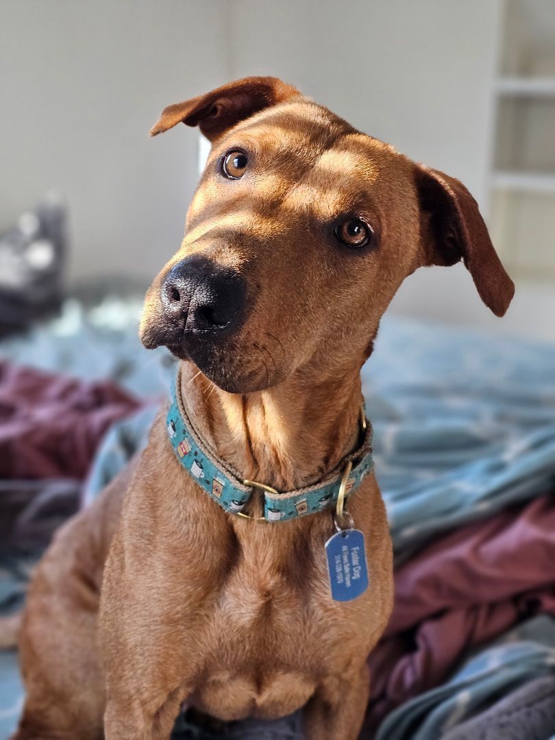 JoJo, a Adoptable mixed breed in St. Louis, MO image 3/6