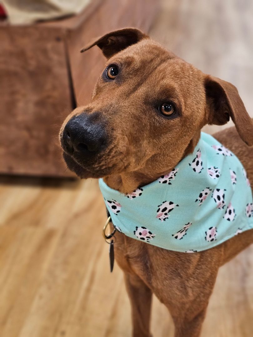 JoJo, a Adoptable mixed breed in St. Louis, MO image 4/6