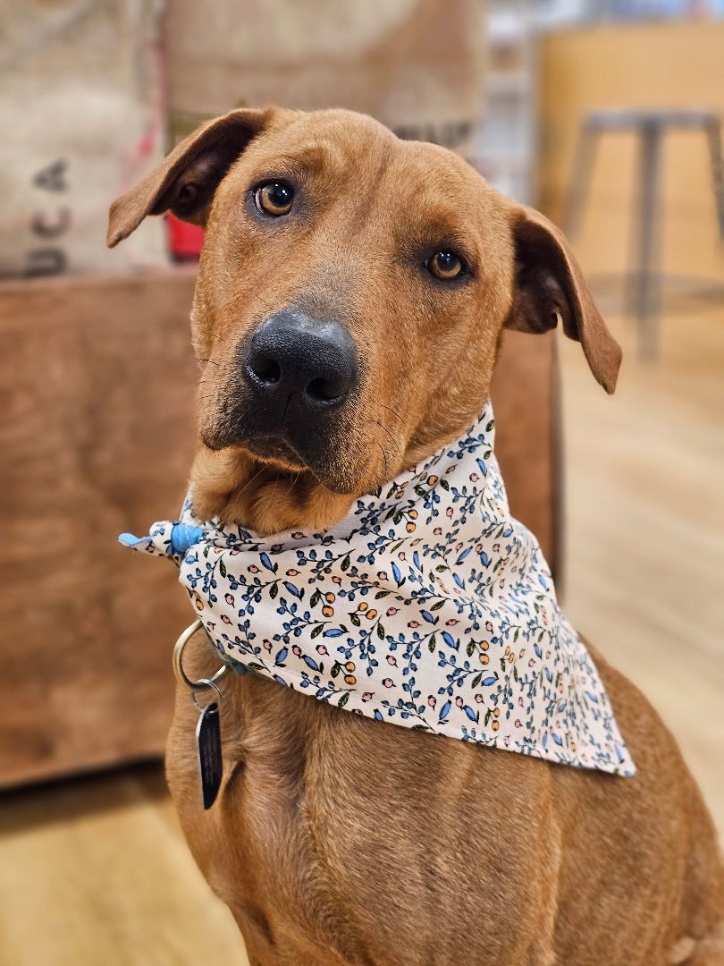 JoJo, a Adoptable mixed breed in St. Louis, MO image 5/6