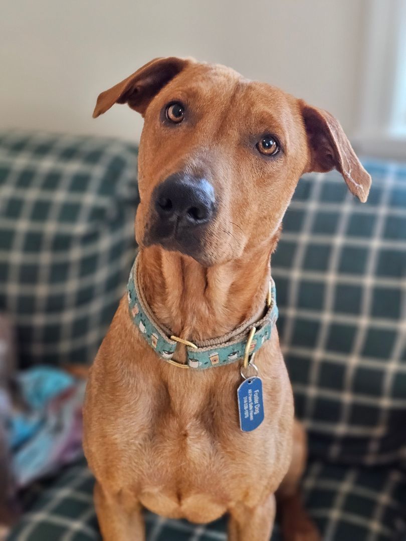 JoJo, a Adoptable mixed breed in St. Louis, MO image 6/6