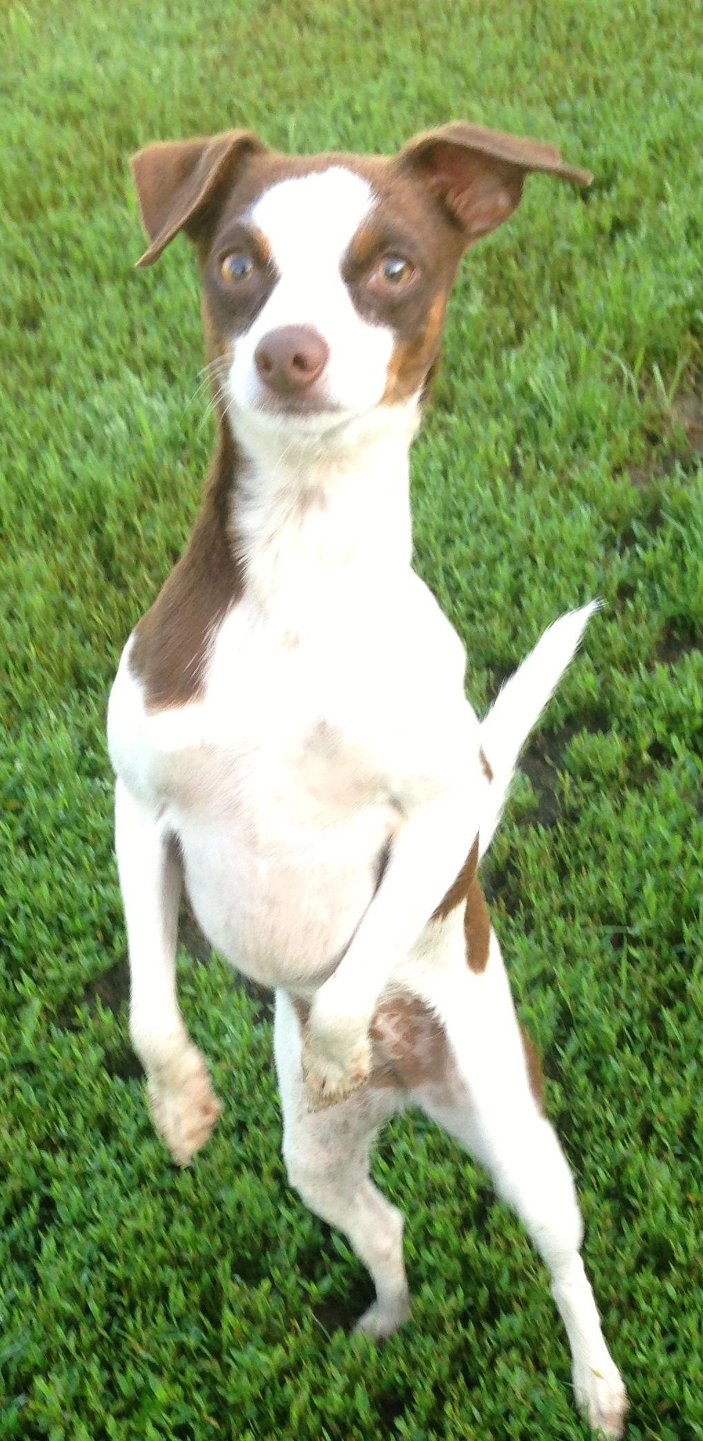 Sugar Sanctuary Dog, Adoptable, Young Female Miniature Pinscher.