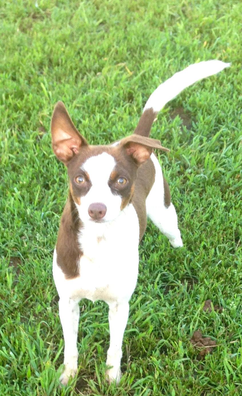 Enlarge Sugar Sanctuary Dog, a Adoptable Miniature Pinscher in Prague, OK image 2/3