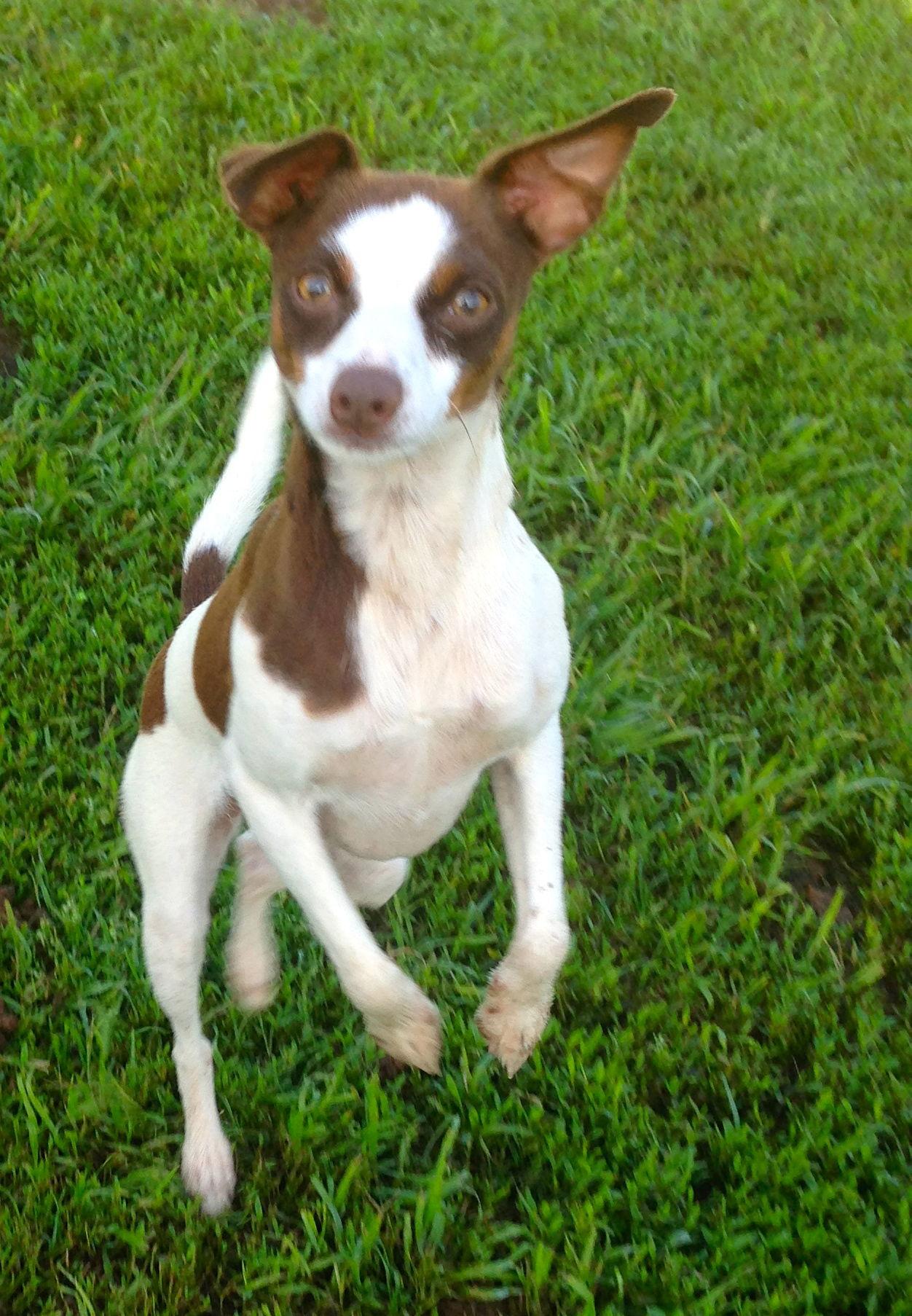 Enlarge Sugar Sanctuary Dog, a Adoptable Miniature Pinscher in Prague, OK image 3/3