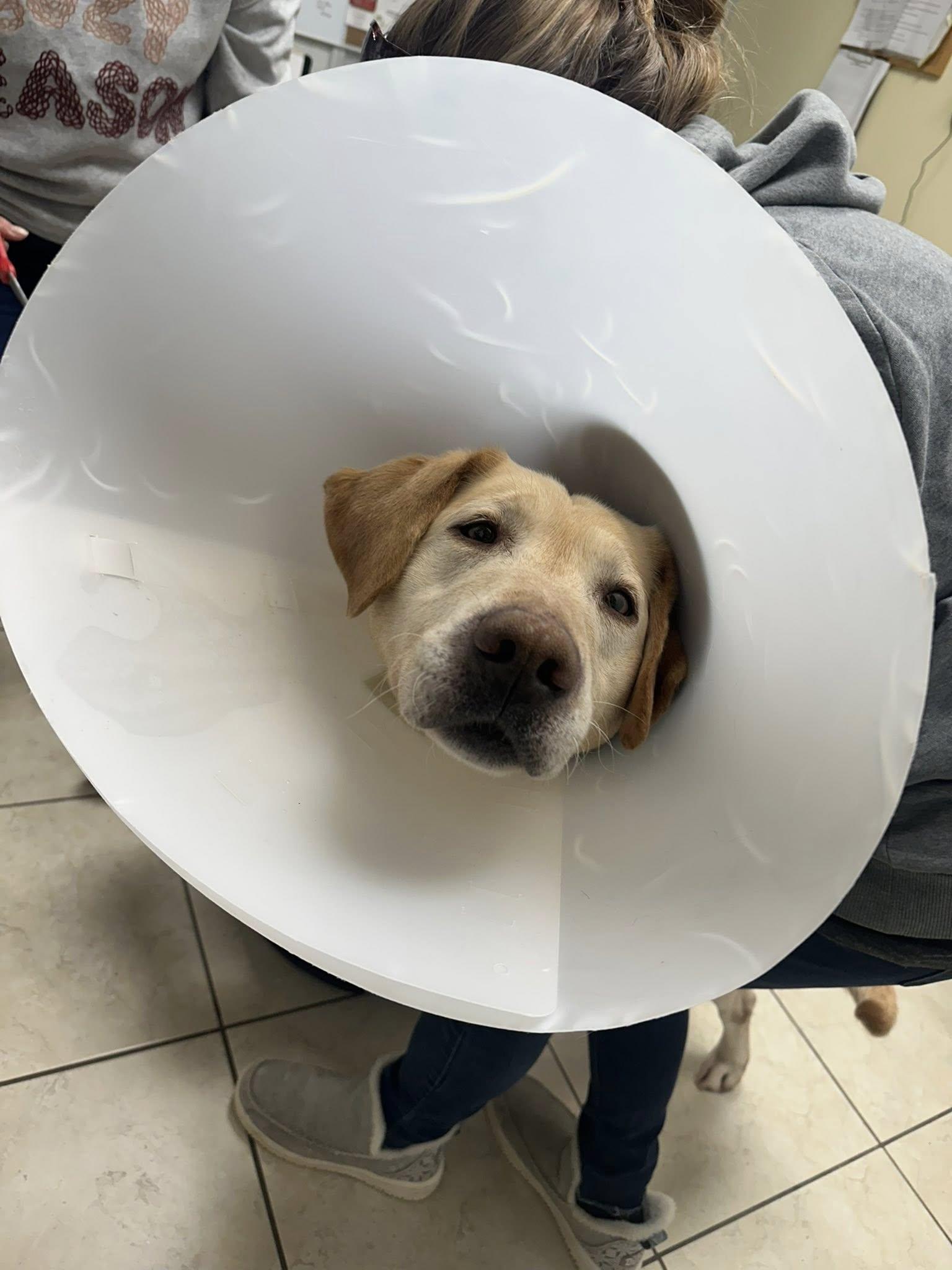 Enlarge Max, a ADOPTABLE Yellow Labrador Retriever in Mauston, WI image 2/2